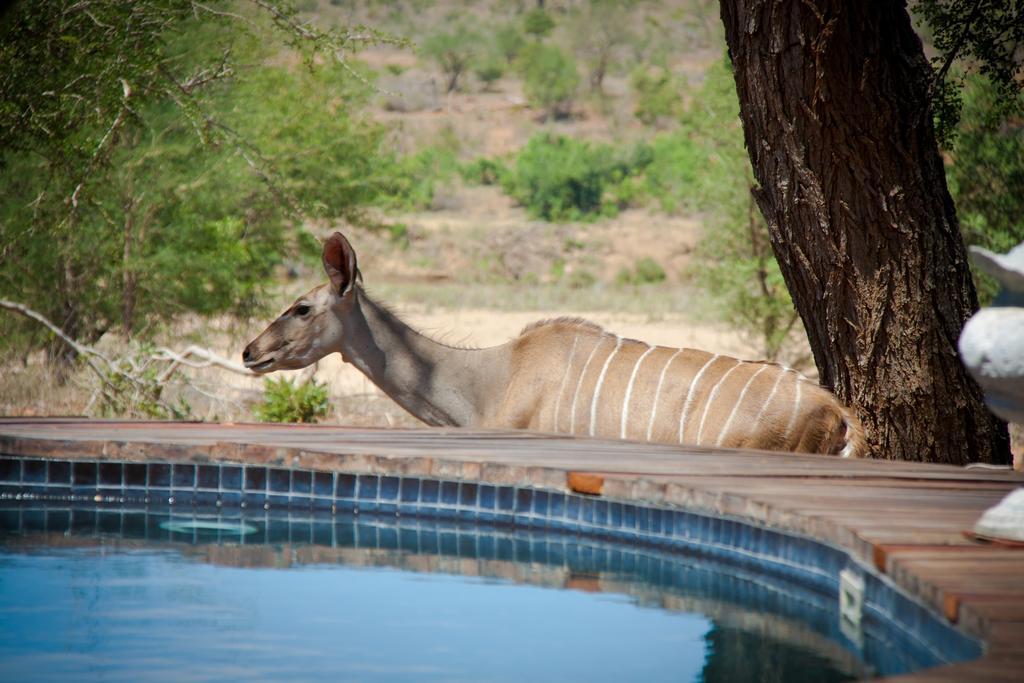 Mvuradona Safari Lodge Marloth Park Extérieur photo